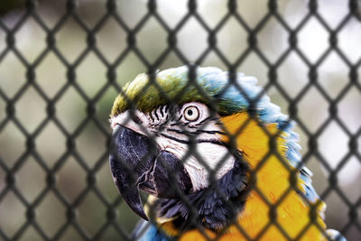 Close-up of parrot in cage