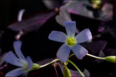 Close-up of purple flowering plant