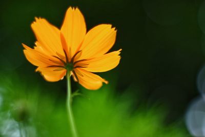 Close-up of orange cosmos flower blooming outdoors