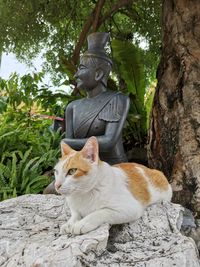 Cat sitting by tree against plants