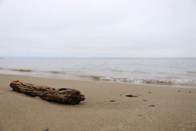 Driftwood on sand at beach against sky