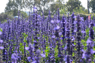 Close-up of lavender flowers blooming on field