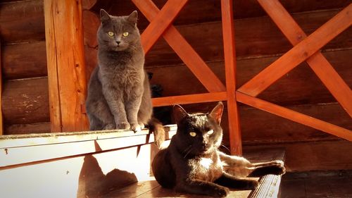 Portrait of cat sitting on wood