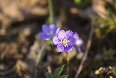 Close-up of purple flowering plant