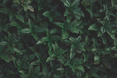 Full frame shot of fresh green plants