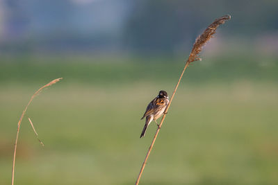 Close-up of bird perching on plant