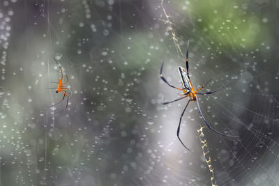 Close-up of spider on web