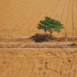 Plant growing on field