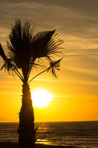 Silhouette palm tree by sea against sky during sunset