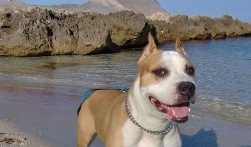 Portrait of dog by sea against sky