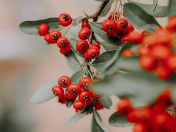 Close-up of red berries growing on tree