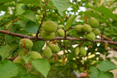 Low angle view of fruits growing on tree