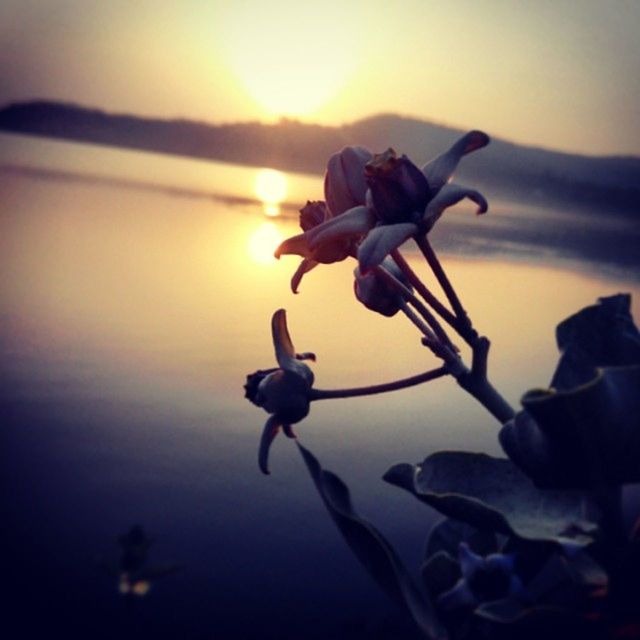 sunset, sun, beauty in nature, nature, focus on foreground, water, flower, sky, close-up, tranquility, sunlight, silhouette, fragility, orange color, sea, tranquil scene, scenics, reflection, stem, plant