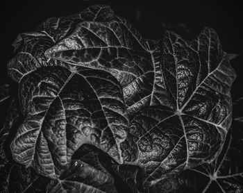 Close-up of dry autumn leaf