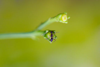 Close-up of insect on leaf