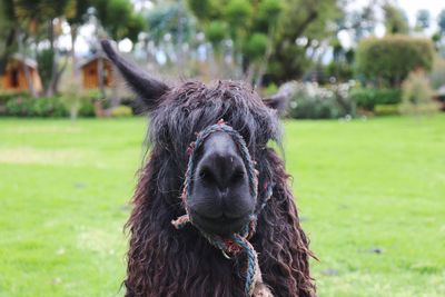 Close-up portrait of a llama  