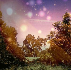 Low angle view of trees against sky at night