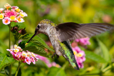 Close-up of hummingbird pollinating on pink flower