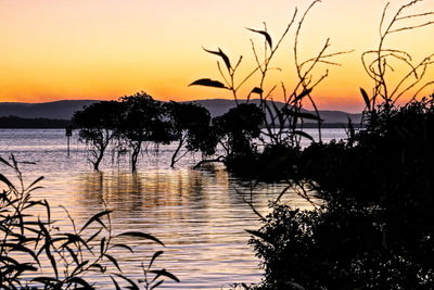 Silhouette trees by sea against sky during sunset