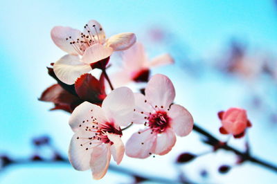 Close-up of white flowers blooming in park