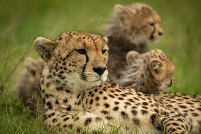 Close-up of cheetah lying down with cubs