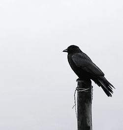 Low angle view of birds perched against clear sky