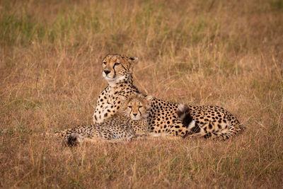 Cheetahs sitting on grassy field in forest