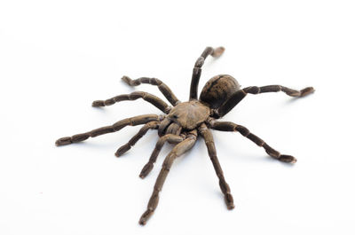 Close-up of spider on white background