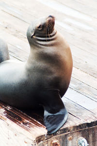 Close-up of sea lion