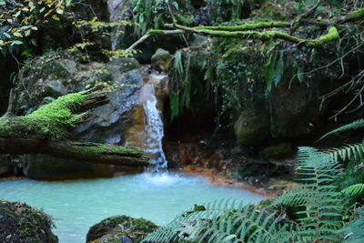 Scenic view of waterfall in forest