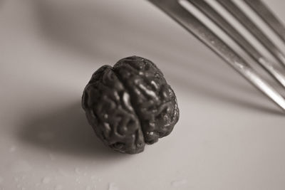 Close-up of shell on table against gray background