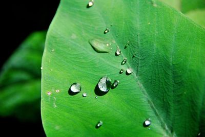 Close-up of raindrops on leaves
