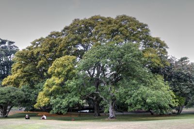 Trees in city against sky