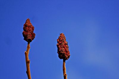 Low angle view of plants against clear blue sky