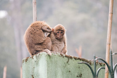 Monkey sitting on a looking away