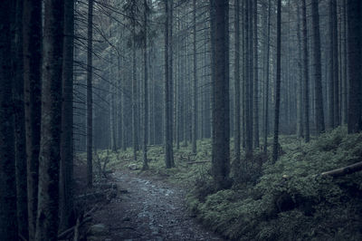 Pine trees in forest