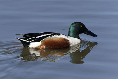 Duck swimming in lake
