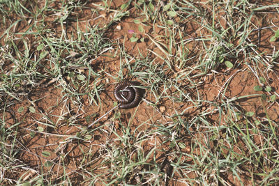 High angle view of snail on field