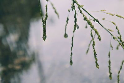 Close-up of frozen plant during winter