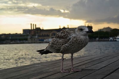 Close-up of seagull in waterfront