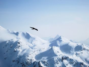 Bird flying over snowcapped mountains against clear sky