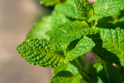 Close-up of plant