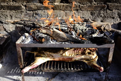 Close-up of dead fish on log