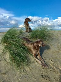 Weimaraner dog lying on sand