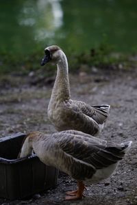 Close-up of swan on lake