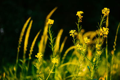 Close-up of yellow flowering plant on field