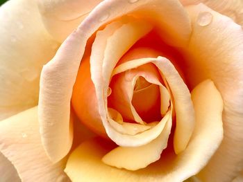 Close-up of rose flower