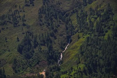 High angle view of trees in forest