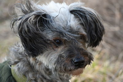 Close-up portrait of dog