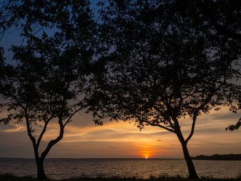 Silhouette tree by sea against sky during sunset